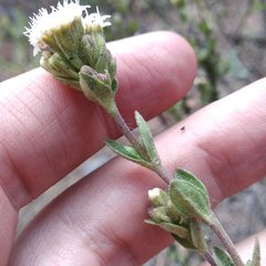Oxylobus arbutifolius