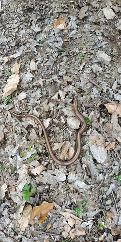 Slow Worm, Anguis colchica