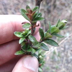 Oxylobus arbutifolius