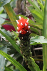 Guzmania monostachia