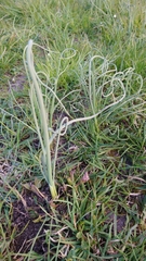 Allium sativum