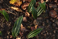 Cremastra appendiculata variabilis