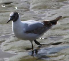 Chroicocephalus ridibundus