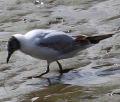 Chroicocephalus ridibundus
