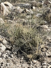 Agave schottii schottii