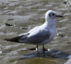 Chroicocephalus ridibundus