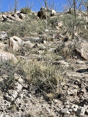 Agave schottii schottii