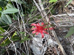 Passiflora murucuja