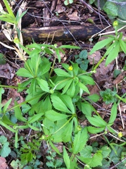 Anemonoides ranunculoides