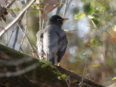 Turdus migratorius