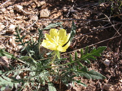 Oenothera primiveris