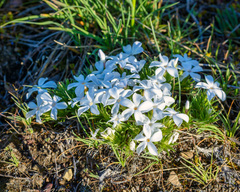 Phlox missoulensis