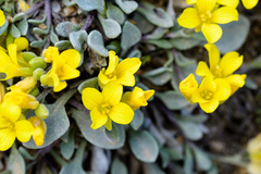 Physaria humilis