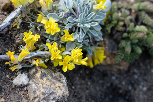 Physaria humilis