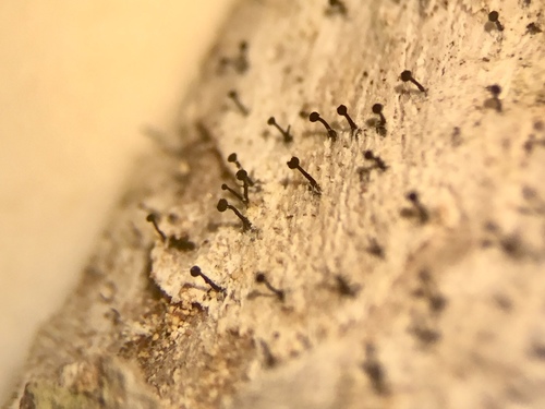 Chaenothecopsis debilis image
