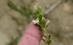 Gnidia spicata