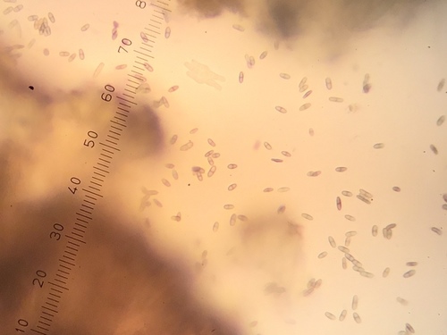 Chaenothecopsis debilis image