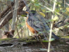 Turdus migratorius
