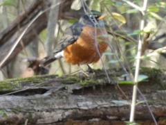 Turdus migratorius
