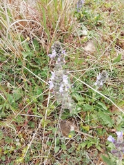 Salvia verbenaca