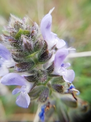 Salvia verbenaca