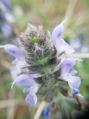 Salvia verbenaca