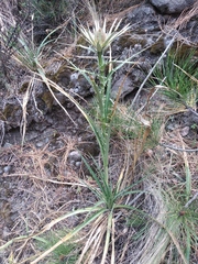 Eryngium proteiflorum