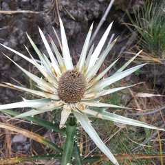 Eryngium proteiflorum