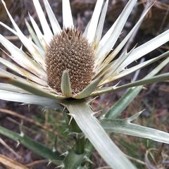 Eryngium proteiflorum