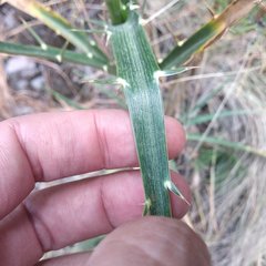 Eryngium proteiflorum