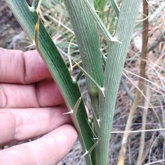 Eryngium proteiflorum