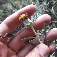 Senecio mairetianus