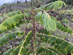 Comocladia