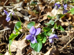 Viola × bavarica