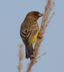 Emberiza bruniceps
