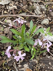 Saponaria