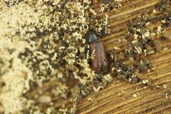 Coleoptera