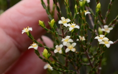 Lachnaea axillaris