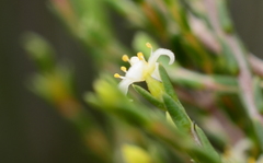 Lachnaea axillaris