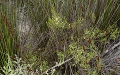 Lachnaea axillaris