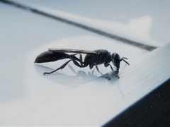 Trypargilum