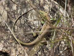 Cnemidophorus lemniscatus