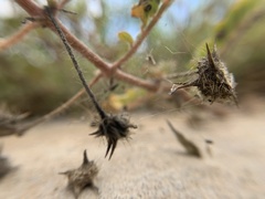 Tribulus cistoides