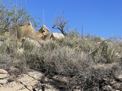 Agave schottii schottii