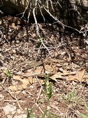 Aspidoscelis gularis