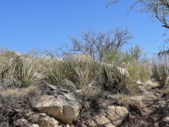 Agave schottii schottii