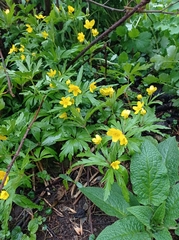 Anemonoides ranunculoides