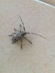 Mesosa curculionoides