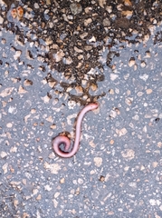 Lumbricus terrestris