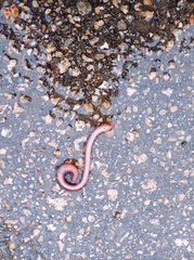 Lumbricus terrestris